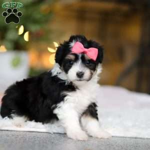 Barbie, Miniature Australian Shepherd Mix Puppy